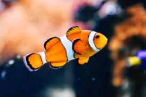 2026世界杯，熬夜与不熬夜，哪种方式更适合你？2026世界杯要熬夜吗